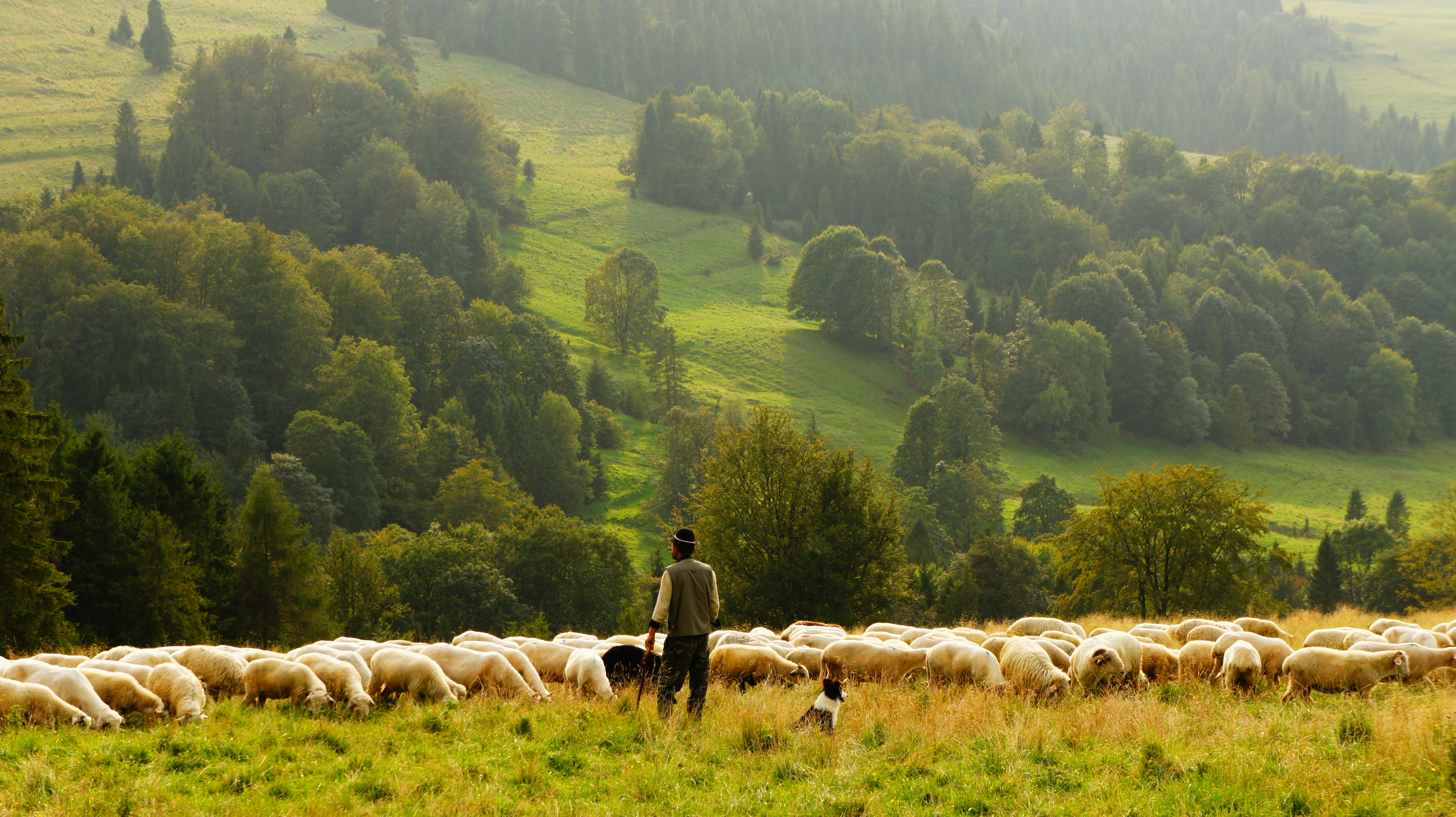 上帝如牧羊人，我們是小羊，上帝是我牧者，使我不致缺乏。(Photo by Biegun Wschodni on UnsplasH)